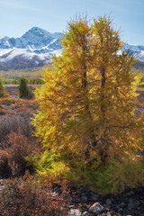 Fototapeta premium Autumn Altai highland landscape. Larch trees are on foreground and snow mountains are on background.