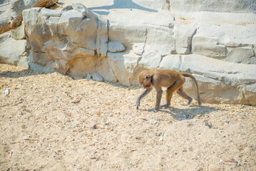 one little monkey walks around the zoo