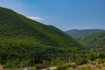 Naklejka premium very unique colchis forests with evergreen undergrowth in georgia
