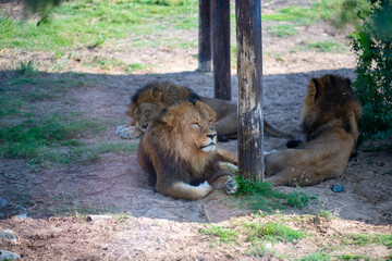 a huge lion lies in the shade at the zoo