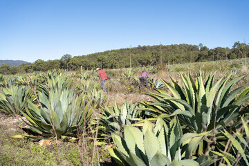 Fototapeta premium Los trabajadores del campo están limpiando con su machete las impurezas en las plantas de agaves y lechuguillas. 