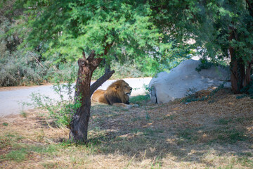 an adult lion lies under a tree in a zoo