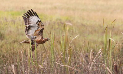 Steppe Buzzard, Kruger National Park