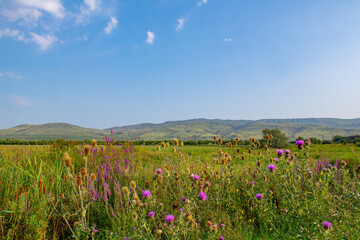 unique colchis forests with evergreen undergrowth in georgia