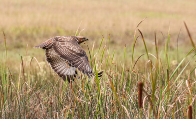Steppe Buzzard, Kruger National Park