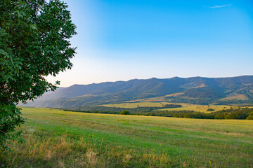 very unique colchis forests with evergreen undergrowth in georgia