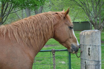 Fototapeta premium horse in a field
