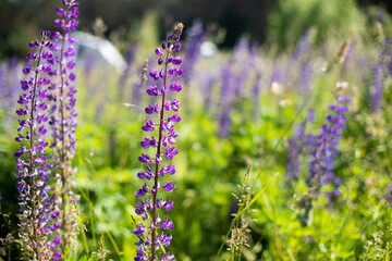 A lot of beautiful lupine flowers of lilac color