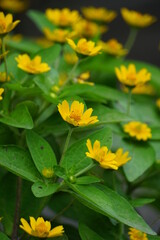 Melampodium divaricatum (Also called Golden Crownbeard, Cowpen Daisy, golden crown beard) in the nature