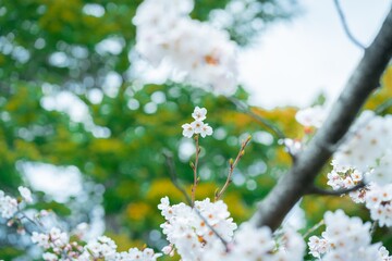 Sakura tree branches
