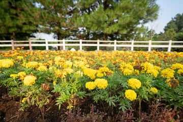 Garden with flowers Marygold, yellow and orange colors. Spring or springtime concept.