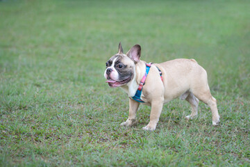 Cute French Bulldog standing on the grass in a park. Copy space.