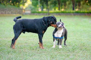 Rottweiler dog and Bulldog in a park. Dog socialize concept.