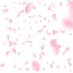 Sakura petals falling down. Romantic pink flowers falling rain. Flying petals on white square background. Love, romance concept. Optimal wedding invitation.