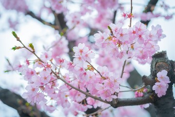 Fototapeta na wymiar Sakura tree branches