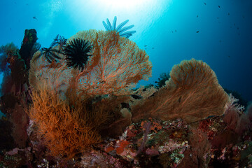 Naklejka na ściany i meble Amazing coral reefs at the famous Liberty ship wreck. Underwater world of Tulamben, Bali, Indonesia.