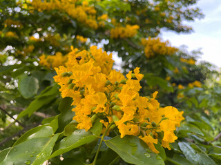 yellow flowers