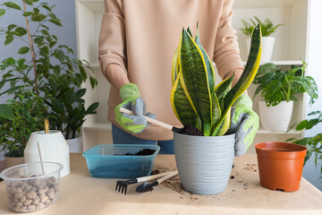 A florist girl in gloves on a table transplants a sansevieria futura superba flower at home. Sprinkle the flower in a pot with earth. home garden concept