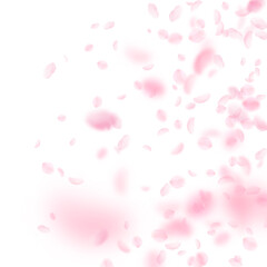 Sakura petals falling down. Romantic pink flowers gradient. Flying petals on white square background. Love, romance concept. Stunning wedding invitation.