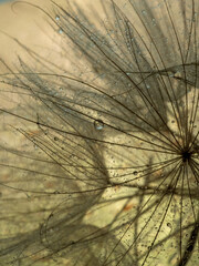 Large dandelion seeds on a beige background. Macro with selective focus