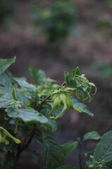 Photo of Kenanga flowers that are still green with a natural blur background