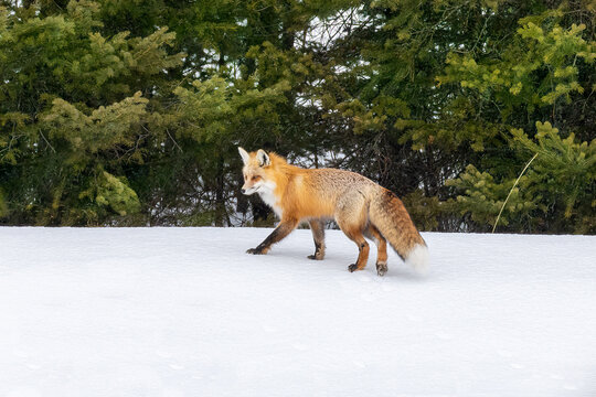 A beautiful red foxes looks for its next meal in the frozen winter landscape
