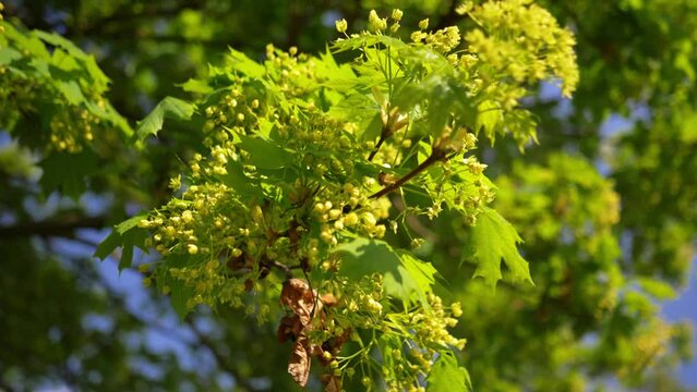 Handheld Slow motion, closeup, Beautiful sunshine through the blowing on wind green leaves and flower buds. Look up view flickering shining sunlight of trees in Park, London UK, 4K UHD