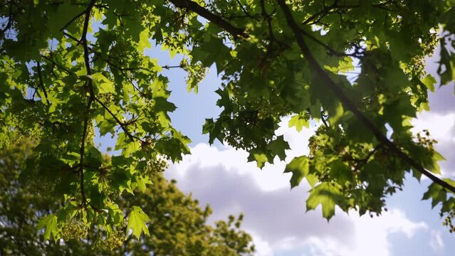Handheld Slow motion: Beautiful sunshine through the blowing on wind green leaves. Look up view flickering shining sunlight of trees in Park, London UK, 4K UHD
