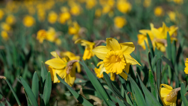 Yellow Daffodils flower field image for spring background