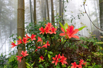 Fototapeta na wymiar There are red azaleas in the thick fog bamboo forest.