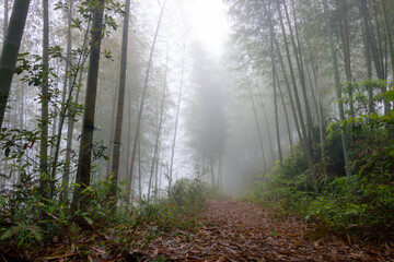 Plakat Bamboo forest with thick fog.