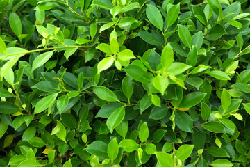 Fototapeta na wymiar Green leaf background. Leaves texture.