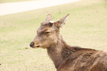 奈良公園の鹿