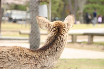 奈良公園の鹿