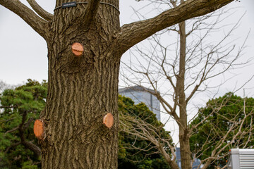 木の枝の切り株