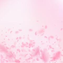 Fototapeta na wymiar Sakura petals falling down. Romantic pink flowers gradient. Flying petals on pink square background. Love, romance concept. Sublime wedding invitation.