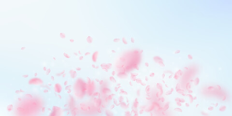 Sakura petals falling down. Romantic pink flowers explosion. Flying petals on blue sky wide background. Love, romance concept. Grand wedding invitation.