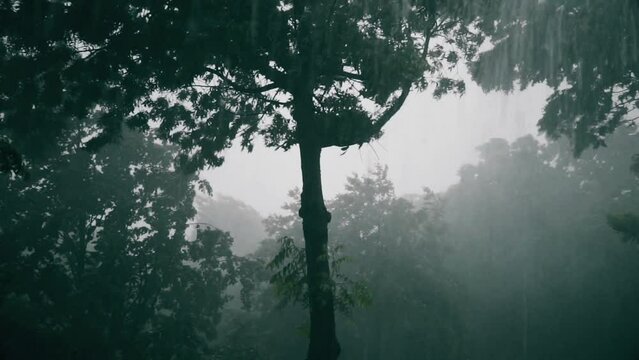 Tropical forest rain. A tropical storm that may represent the rainy season, climate change, or hurricane season. The trees are moving from the strong wind