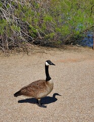 country goose branta canadensis
