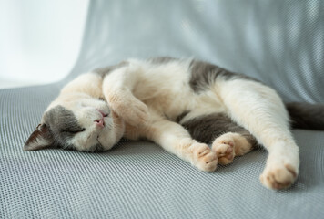Cute cat sleeping on the chair. Cats are relatively low maintenance compared to dogs which need companionship, walking, training etc.