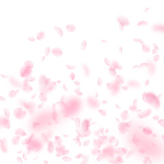 Sakura petals falling down. Romantic pink flowers gradient. Flying petals on white square background. Love, romance concept. Creative wedding invitation.