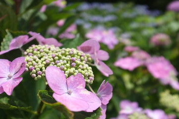 京都　美山町かやぶきの里に咲く紫陽花