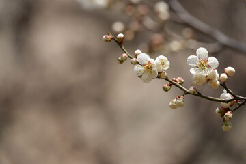 Fototapeta na wymiar Spring flower plum,A blooming plum flower