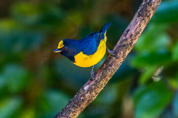 The spot-crowned euphonia (Euphonia imitans) is a species of bird in the family Fringillidae. It is found in Costa Rica and Panama.