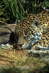 Fototapeta na wymiar jaguar from the chapultepec zoo in mexico city