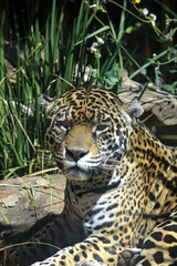 jaguar from the chapultepec zoo in mexico city