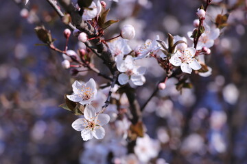 the tree blooms in spring