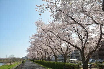 Obraz premium 桜