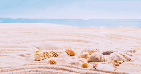 Fototapeta na wymiar Sea exotic seashells molluscs seashells white beach sand. Summer vacation travel concept. Postcard template copy space