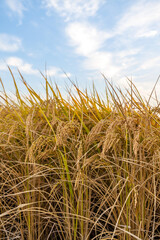 한국의 농촌 farm rice